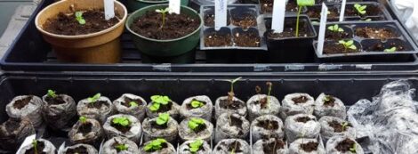 Growing Your Food From Organic Seeds Image